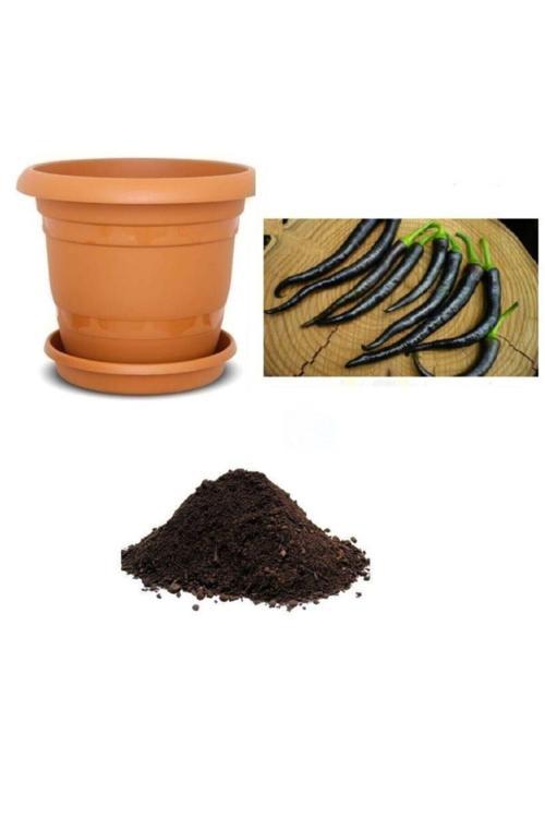 Ithal Acı Siyah Sivri Biber Tohumu Ekim Seti