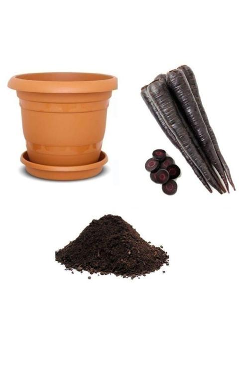 Mor Havuç Tohumu Ekim Seti