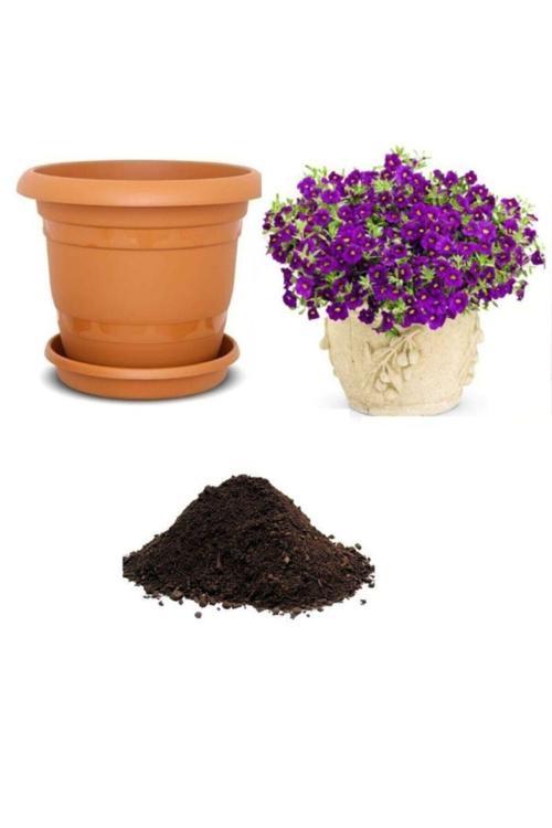 Karışık Alisso Çiçeği Tohumu Ekim Seti