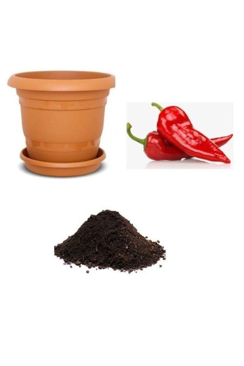 Acı Kırmızı Kapya Biberi Tohumu Ekim Seti