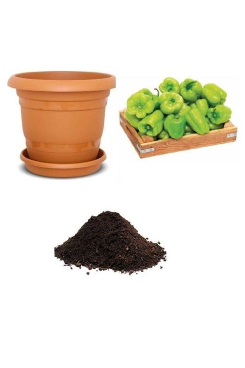 Tatlı Dolmalık Biber Tohumu Ekim Seti