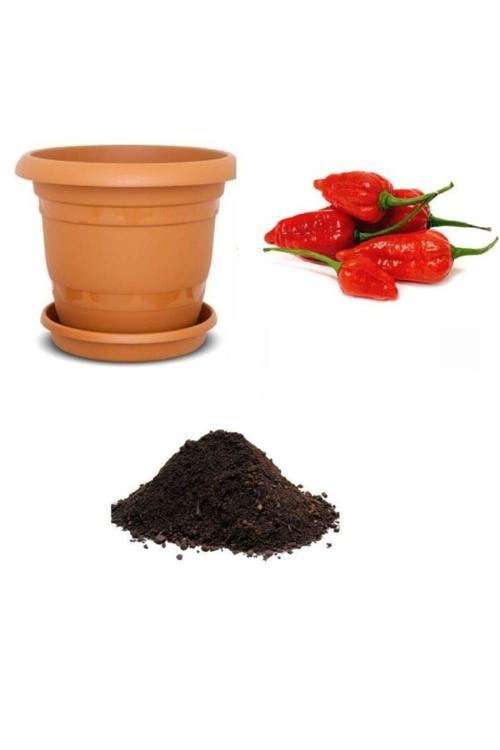 Ithal But Jolokia Biber Tohumu Ekim Seti