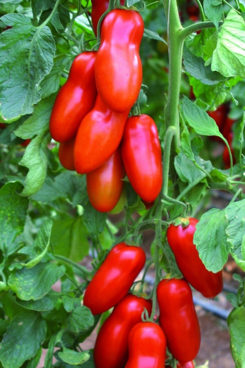 San Marzano Domates Tohumu / 10+ Adet Tohum