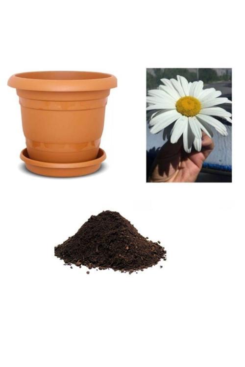 Nadir Ithal Dev Alaska Papatyası Tohumu Ekim Seti