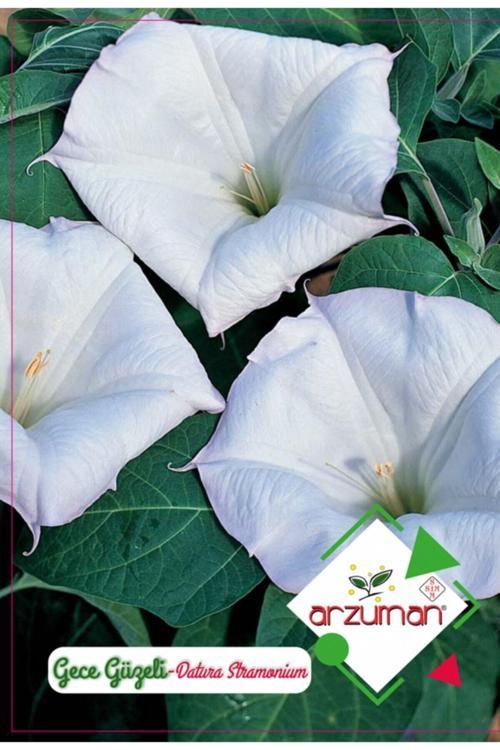 Gece Güzeli Çiçeği Çiçek Tohumu