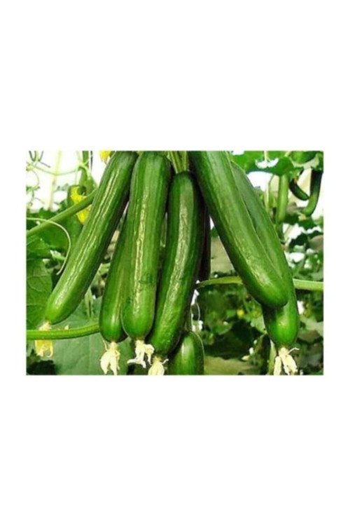 Bol Verimli Erkenci Badem Salatalık Tohumu 10 Tohum