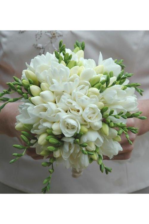 5 Adet Beyaz Renkli Frezya Çiçeği Soğanı