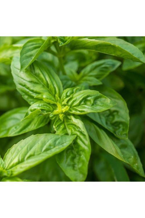 Geniş Yapraklı Italyan Fesleğen Tohumu-100 Tohum