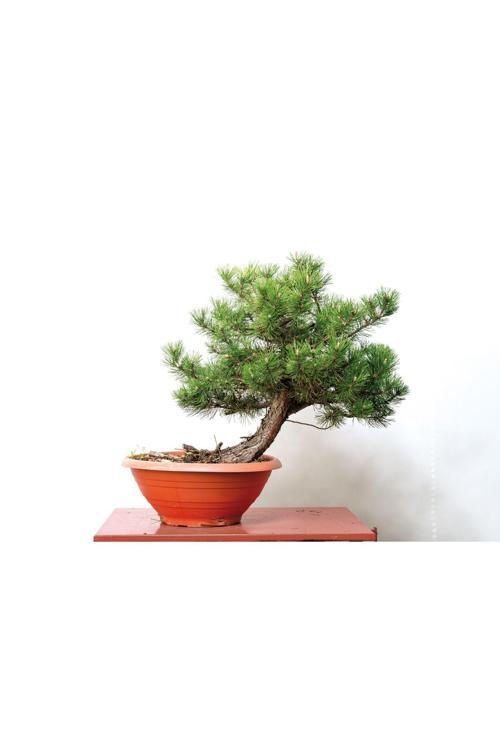 5 Adet - Karaçam Ağacı Tohumu Bonsai Ağacı Tohumu - Pinus Nigra