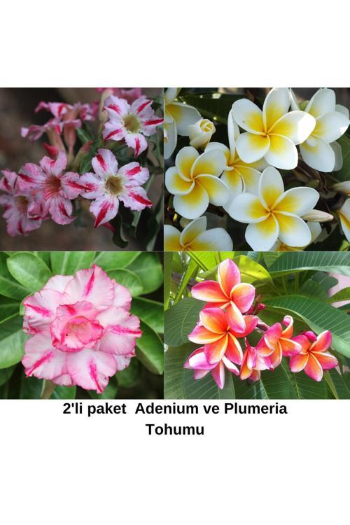 2'Li Paket Karışık Renklerde Adenium Çöl Gülü Tohumu Ve Plumeria Tohumu Toplam 10 Adet