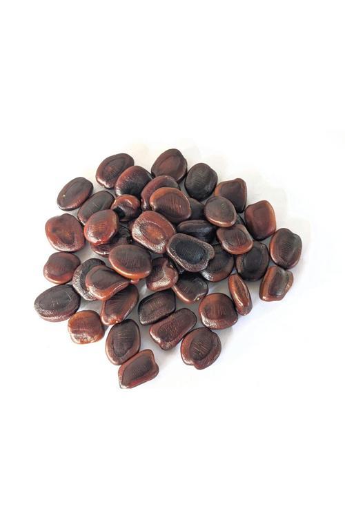 5 Adet Tamarind Demirhindi Tohumu, Taze Demir Hindi Tohumu