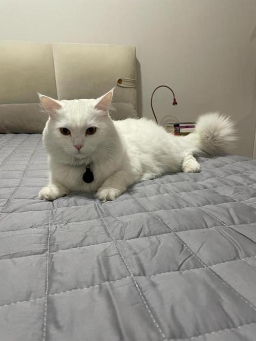 YÜN DOLGULU AĞIRLIKLI TERAPİ YORGANI-BATTANİYE 10 KG 195X215 GRİ