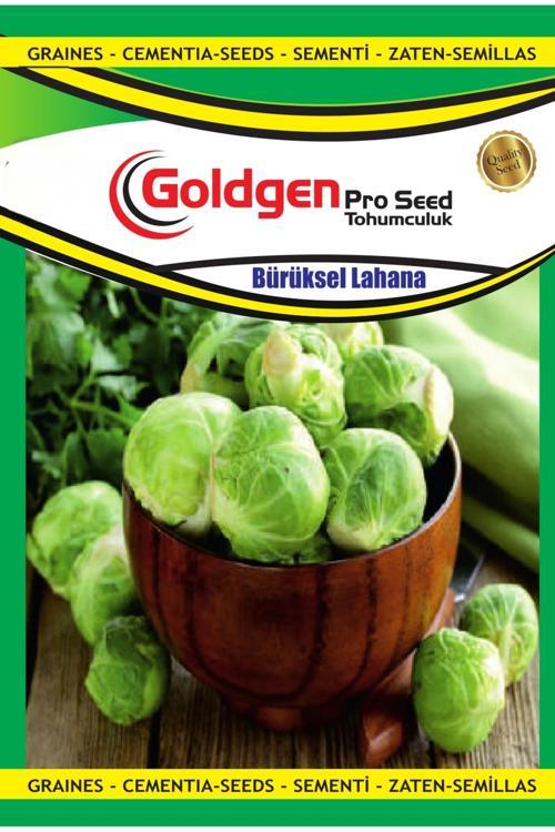 Brüksel Lahanası Tohumu