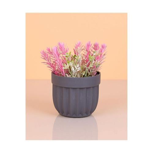 Çizgili Saksı Dikenli Çiçek Royaleks-5781