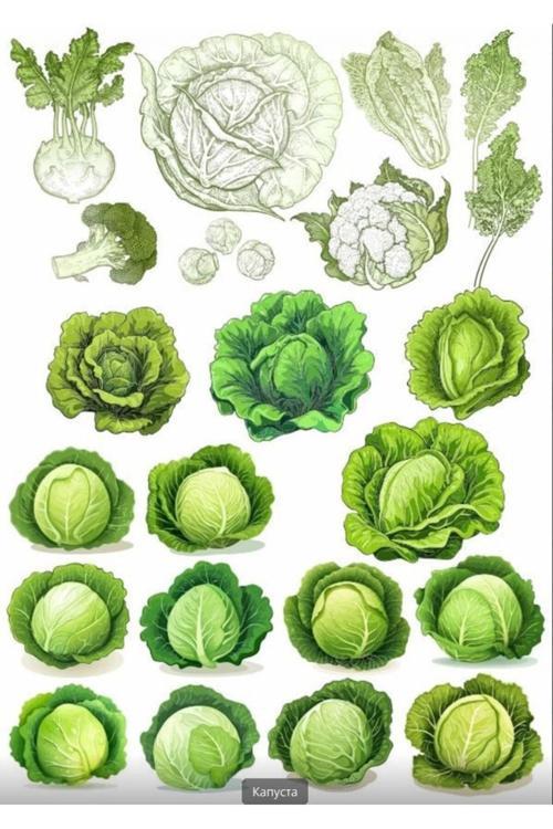 Lahana Sticker Set 5