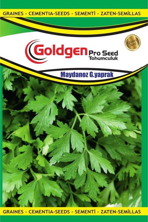 Maydanoz Tohumu (Geniş Yaprak)