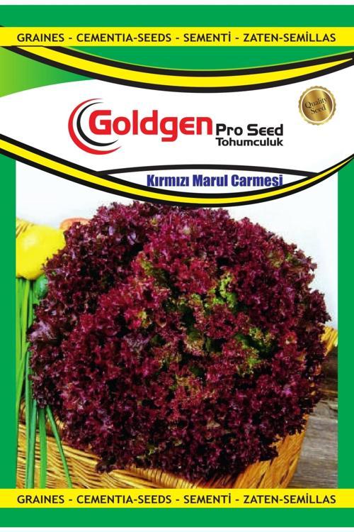 Kırmızı Marul Carmesi