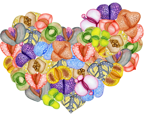 Çeşitli Canlı Sukulent Kalp