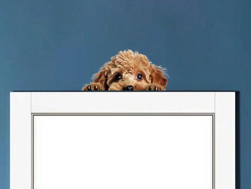 Minyatür Schnauzer Duvar Stickerı