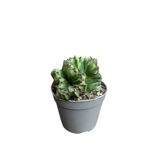 Euphorbia Lactea 'Cristata Green' (Kaktüs)