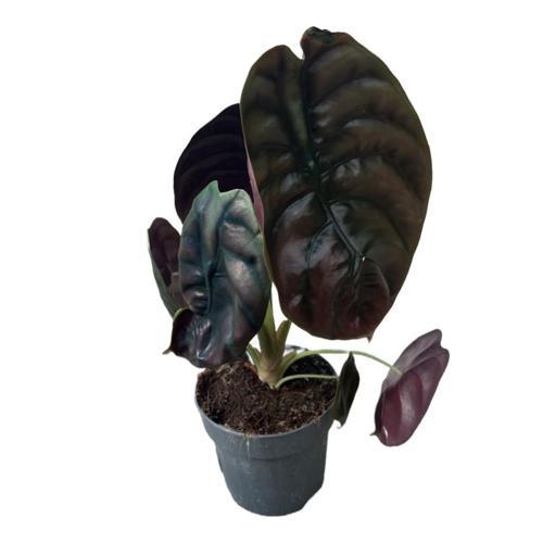 Alocasia Cuprea (Fil Kulağı)