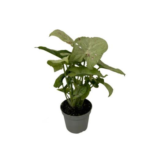 Syngonium Podophyllum 'Milk Confetti' (Melek Kanadı Çiçeği)