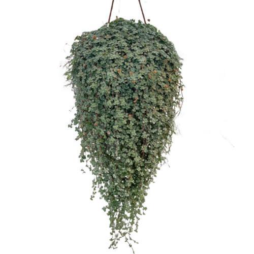 Pilea Glauca Ø17 CM Y45-50 CM