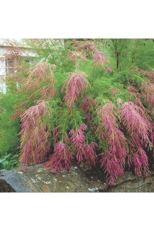 Pembe Çiçekli Ilgın Ağacı Fidanı - Tamarix (1-2 Yaş, Saksılı)