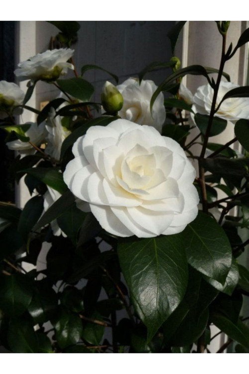 Camellia Japonica Beyaz Kamelya Fidanı 60-100 Cm 2-3 Yaş Arası