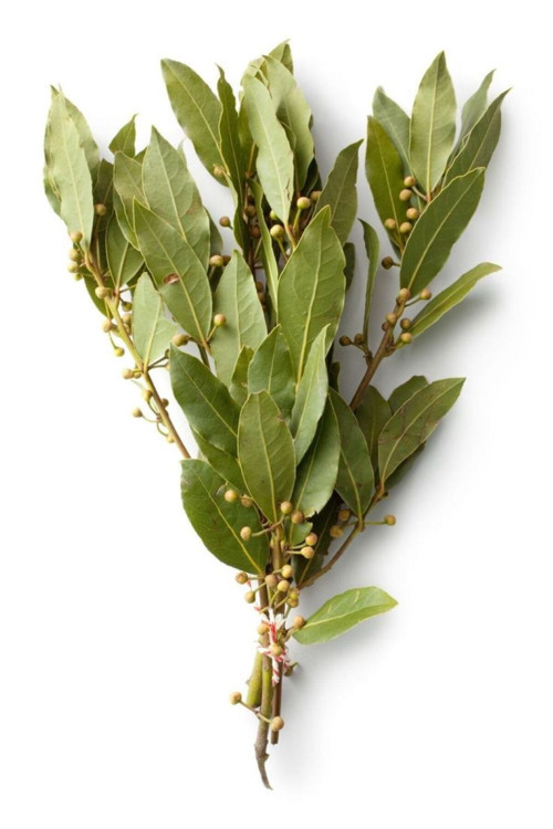 10 Adet 2 Yaşında Tüplü Defne Ağacı (Laurus Nobilis) Fidanı - Aromatik Ve Dayanıklı Bahçe Bitkisi