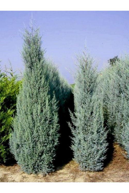 Mavi Servi Fidanı (Picea Pungens) 50 60 Cm