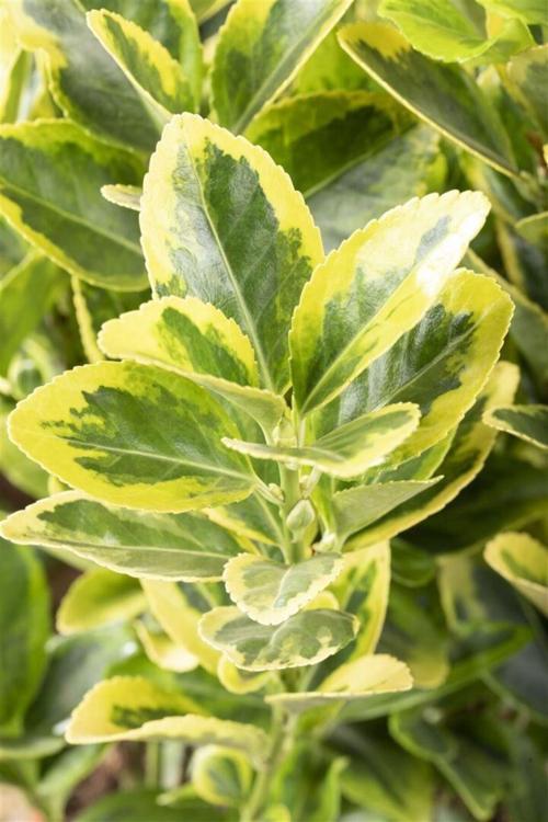 Gold Taflan Fidanı 2 Adet 1-2 Yaş Arası Saksılı