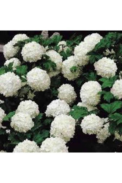 Çınar Kartopu Çiçeği