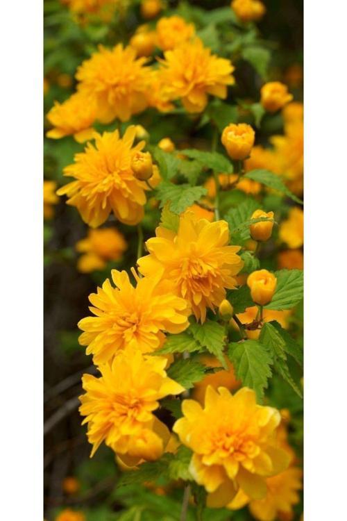 Kanarya Gülü Fidanı Tüplü (60-80Cm Boy) Kerria Japonica