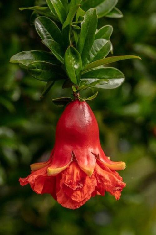 Dekoratif Süs Narı Fidanı (Punica Granatum) - 1-2 Yaşında Tüplü