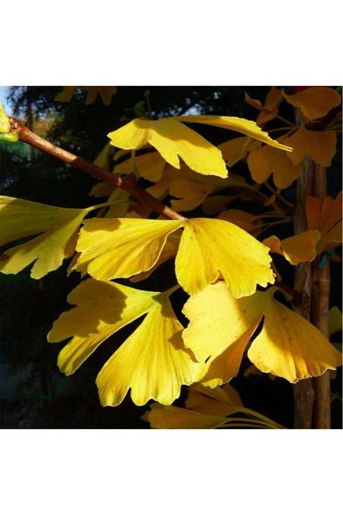 Mabet Ağacı [Ginkgo Biloba] Fidanı 15 25 Cm Boy - 2 Yaş