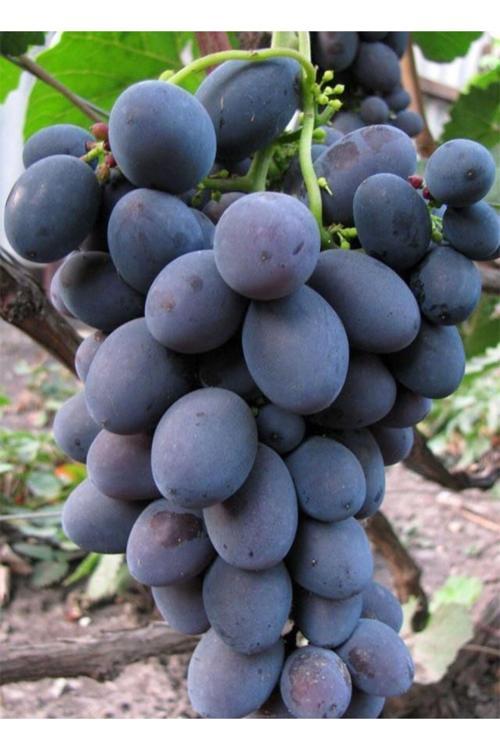 Siyah Horoz Karası Üzüm Fidanı 1-2 Yaş Arası Tüplü