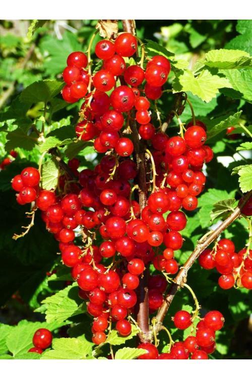 Kımızı Meyveli Frenk Üzümü Fidanı [Ribes]