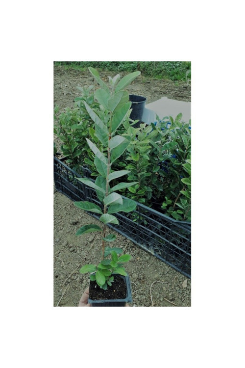 Tüplü Fidan Kaymak Ağacı Fidanı Iki Adet