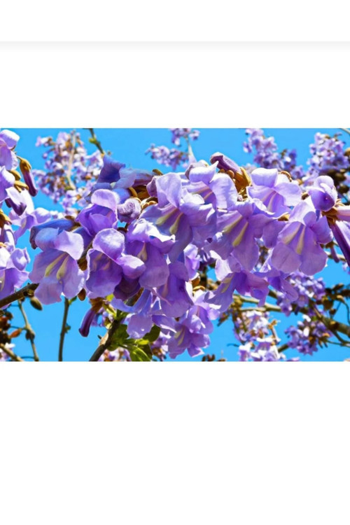 Tüplü Dünyanın En Hızlı Büyüyen Agacı Paulownia Pavlonya Fidanı