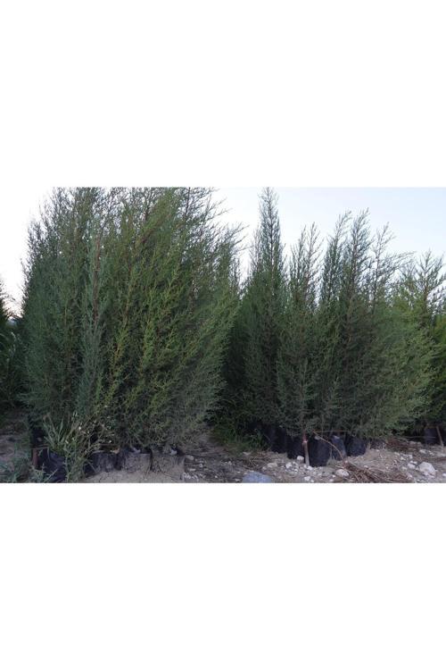 2 Adet Tüplü Kara Selvi Fidanı 80-110 Cm