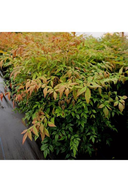 Cennet Bambusu[Nandina Fidanı 2 Yaşında Tüplü