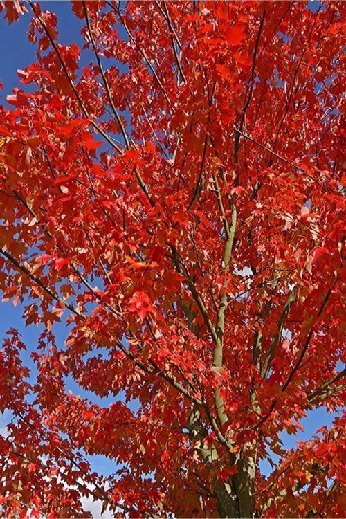 30 50 Cm Boylarında Kırmızı Amerikan Meşesi