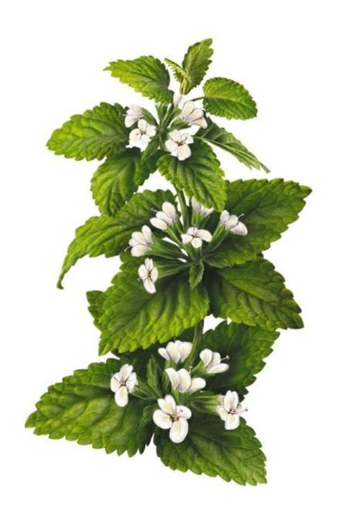 Melisa Çiçeği Fidanı (Melissa Officinalis): Doğal Sağlığınız Için Bir Mucize "Limon Otu"