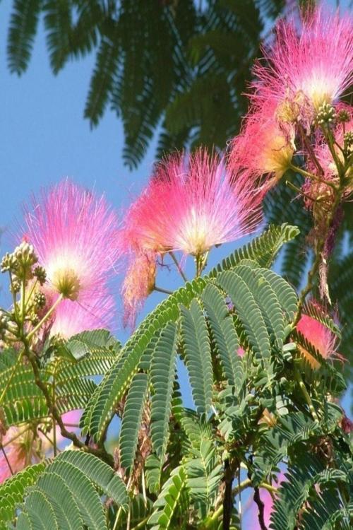 Tüplü A. Julibrissin Gülibrişim Ipek Ağacı Fidanı (20-40 Cm)