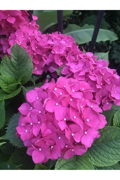 Güzel Çiçekleri İle Büyüleyen Ortanca Çiçeği Fidanı Tüplü