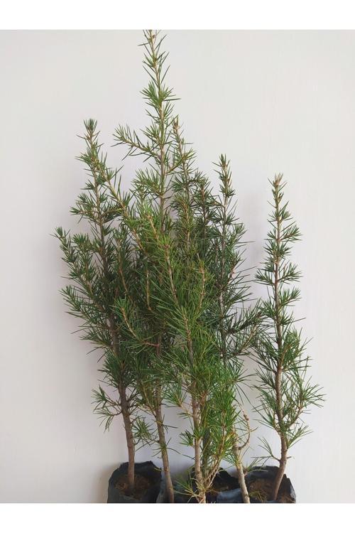 Sedir Fidanı (Toros Sediri) 20-40 Cm