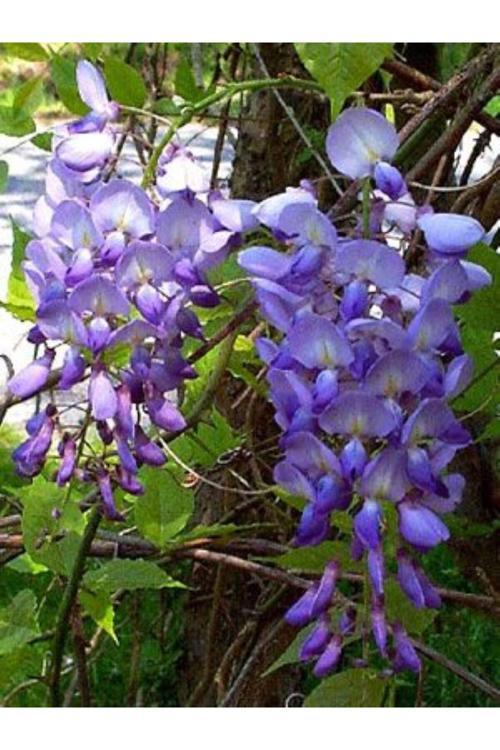 Mor Salkım Fidanı 20-50 Cm Arası Tüplü 1-2 Yaş Arası