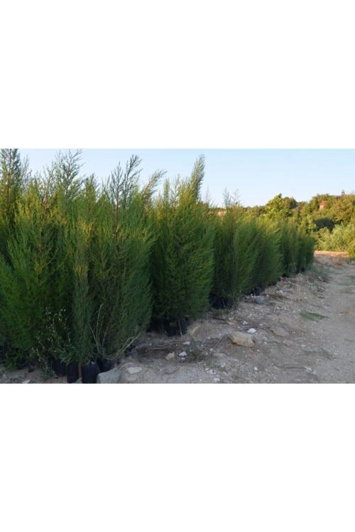 Tüplü Kara Selvi Fidanı 80-110 Cm