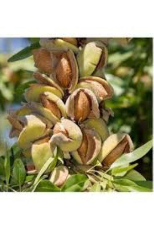 Aşılı Penta Badem Fidanı 80 Cm Üzeri Saksılı